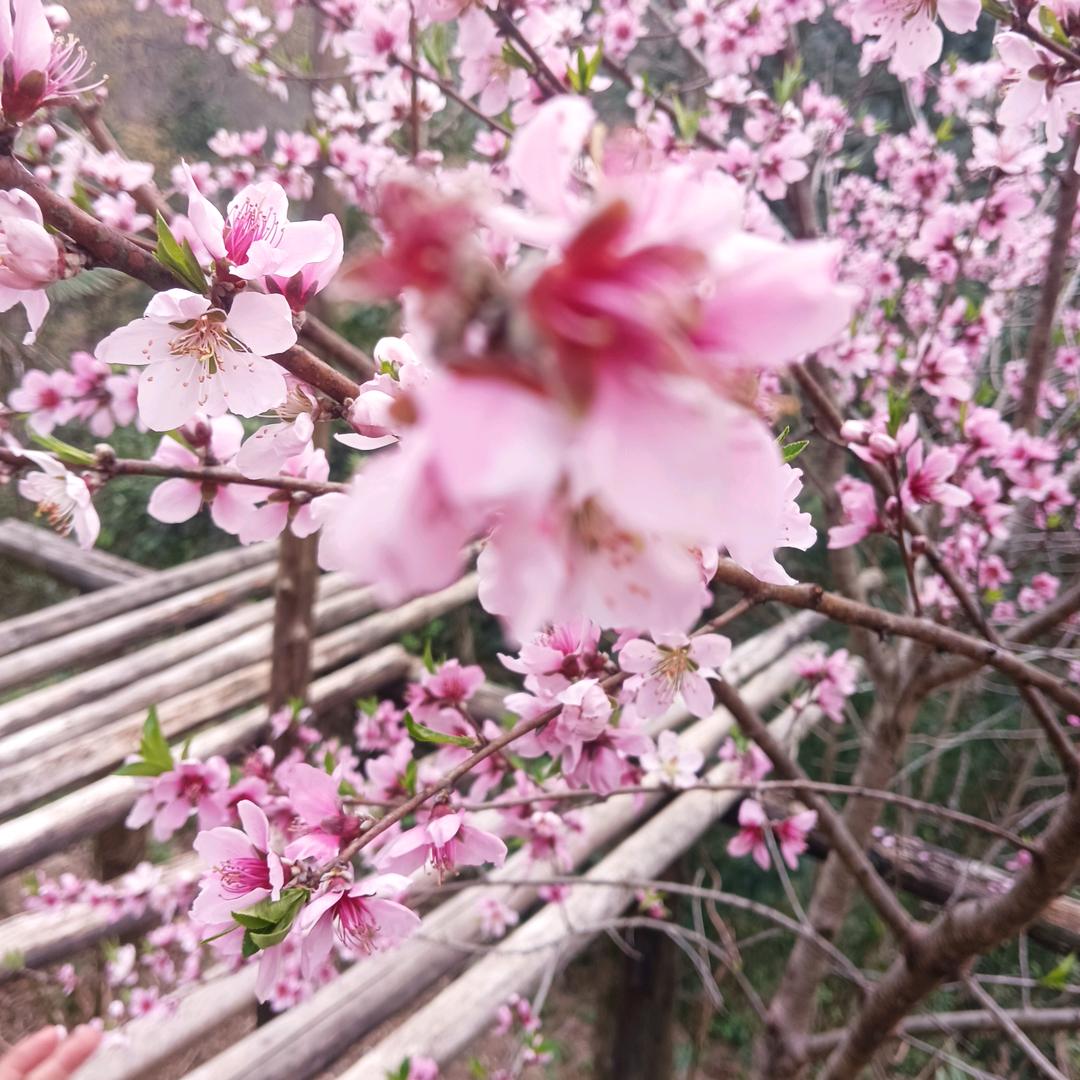 芙蓉