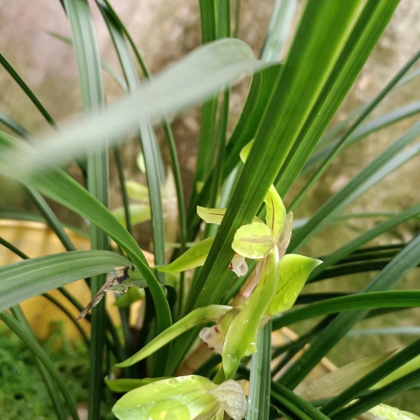 一往情深