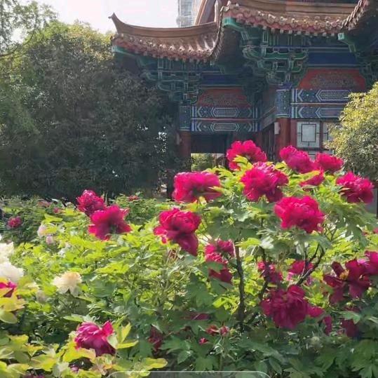 秋天思念