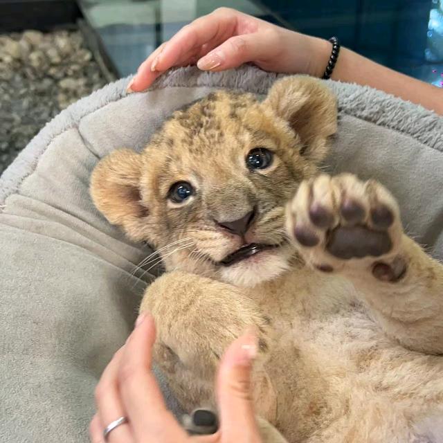口香糖粘你屁股上