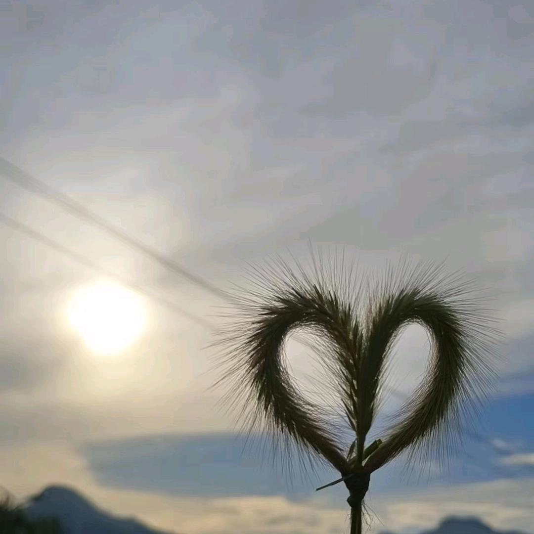 Ed