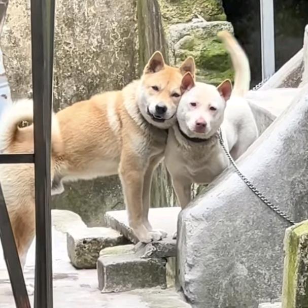 呆头