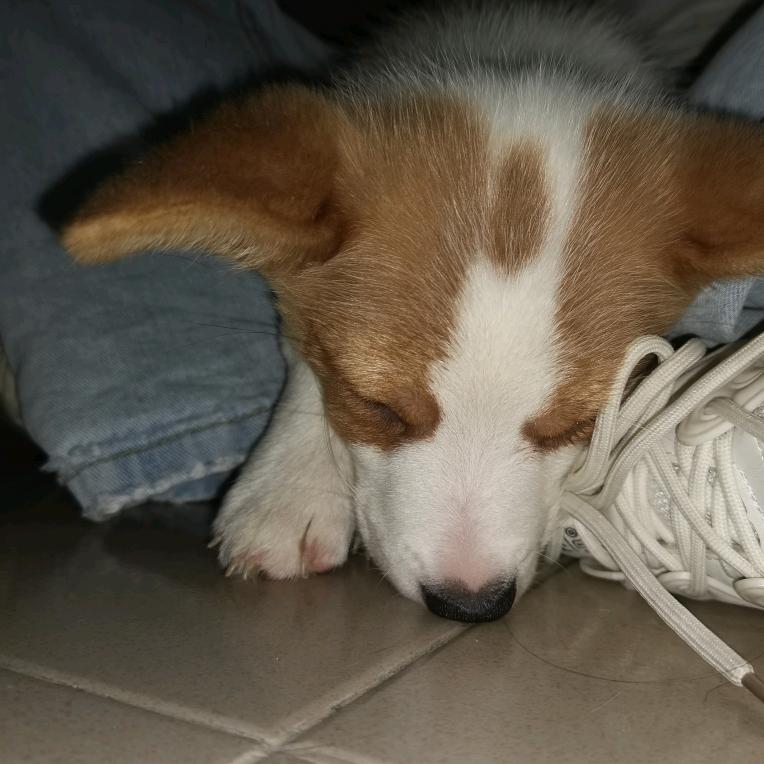 yuki