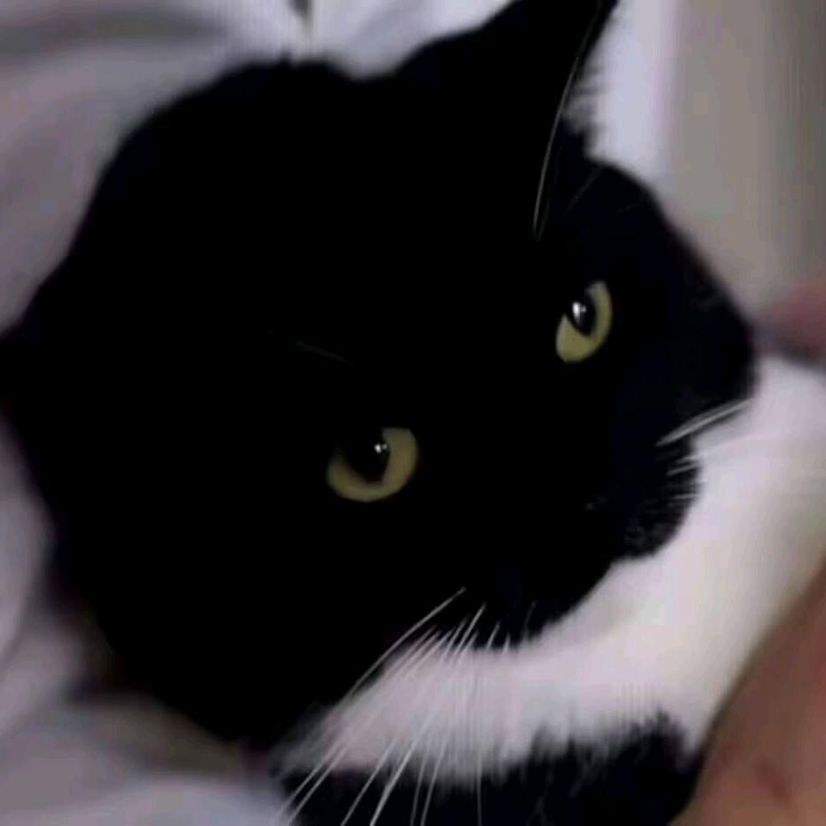 你会亲吻一头豪猪吗