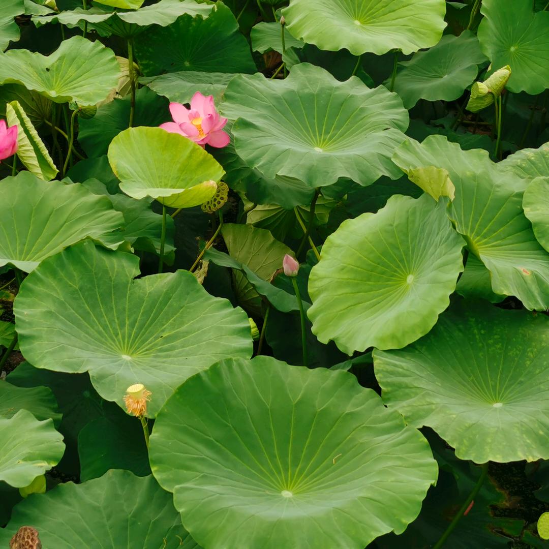 马小骗的亲友团