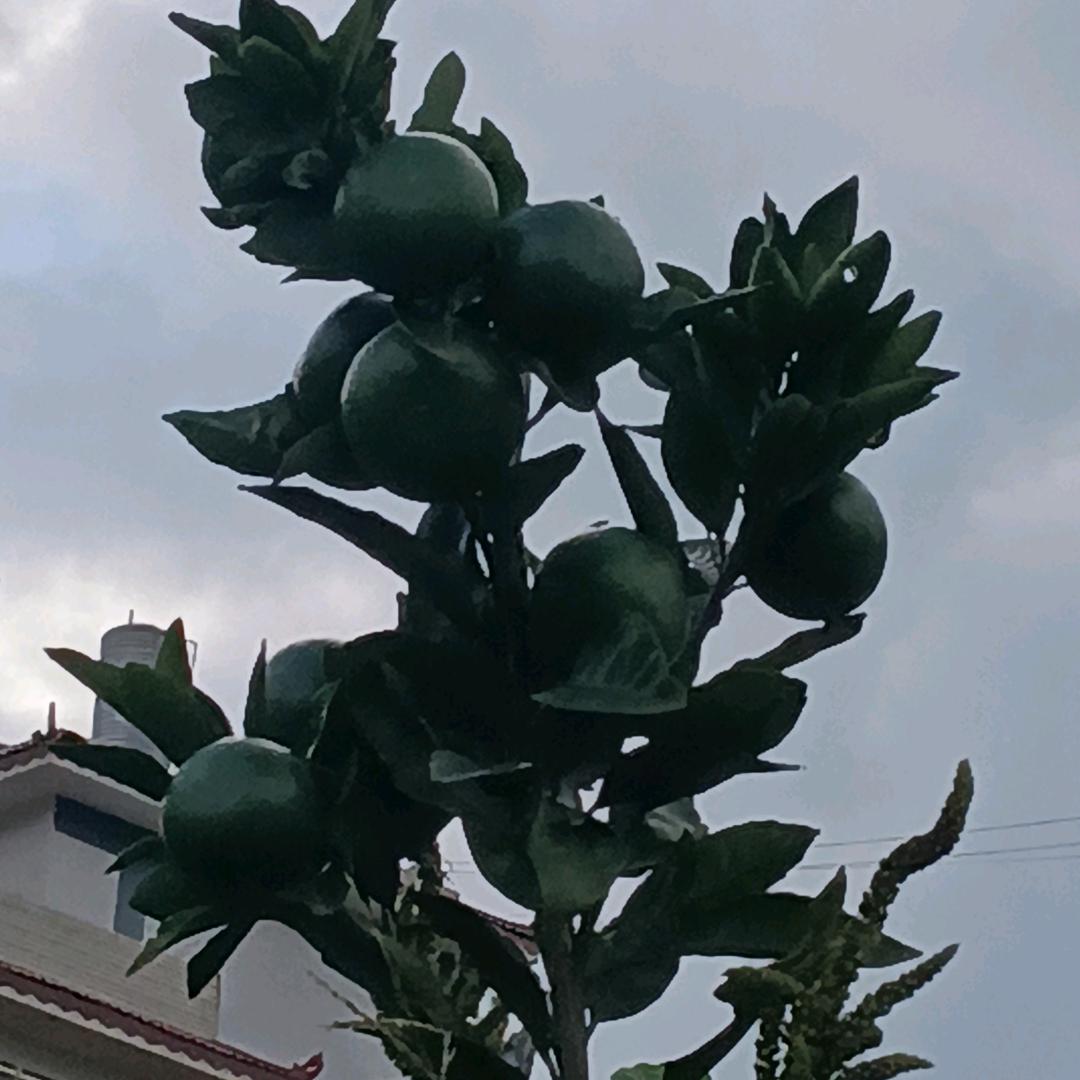 大飞侠