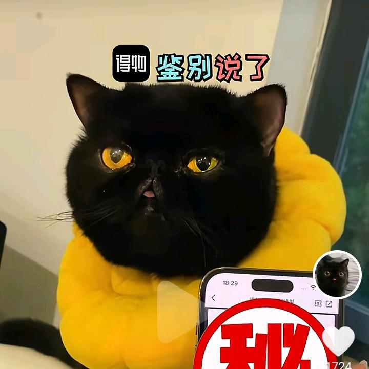 萝莉少女心可爱\(//∇//)\