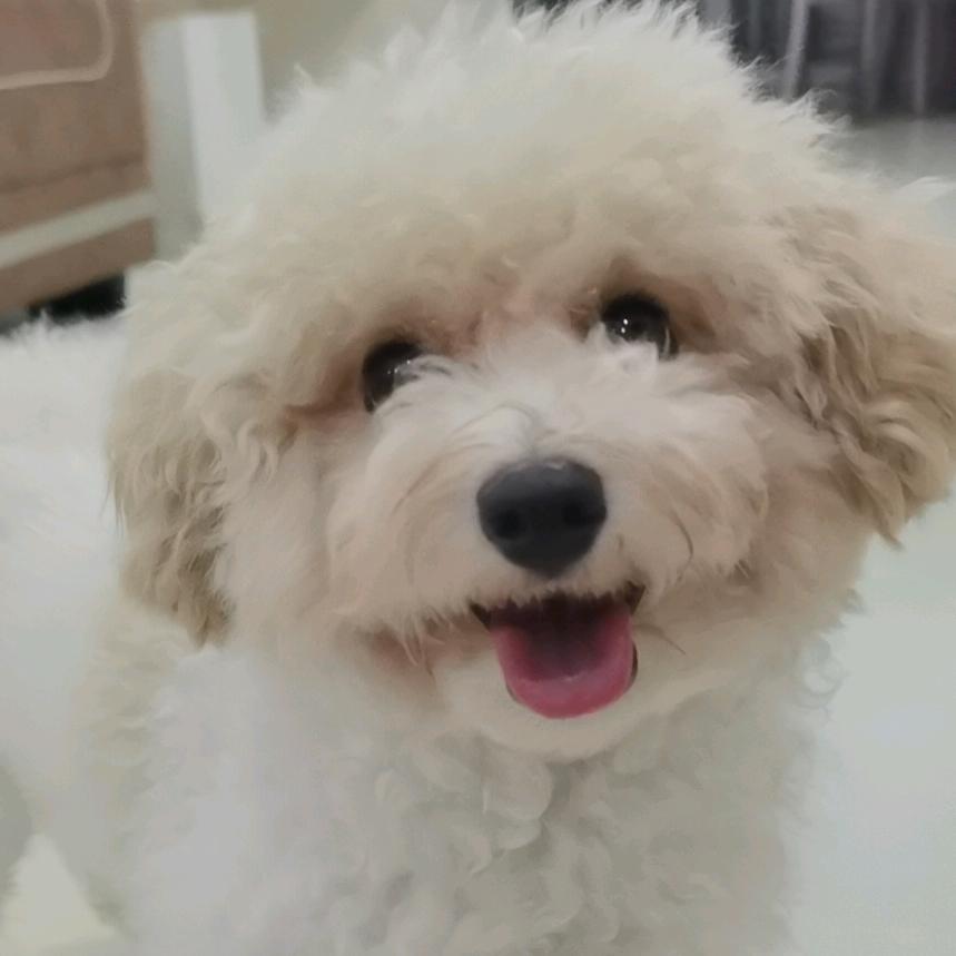 可乐是只泰迪熊