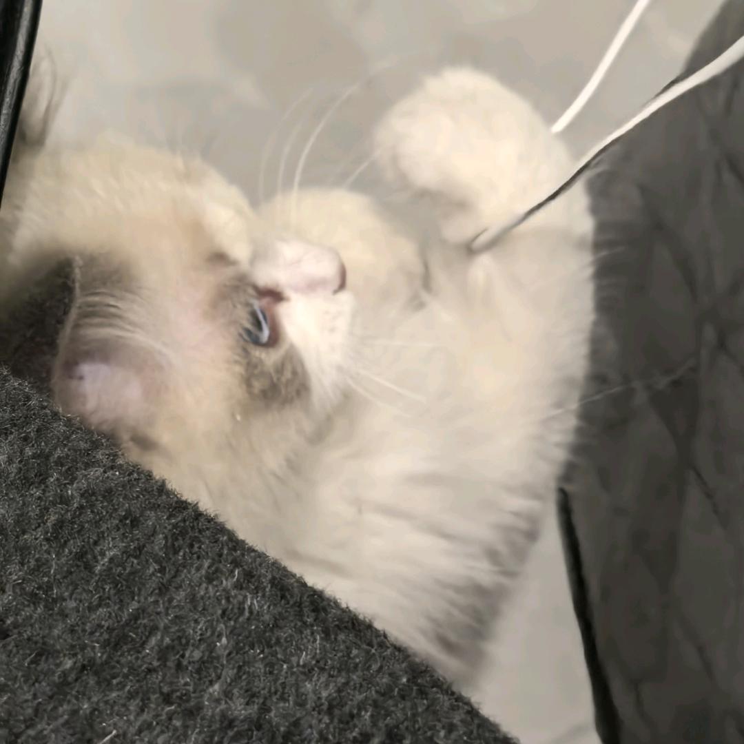 😸咪子😸