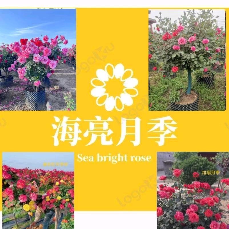 南阳市卧龙区海亮月季种植中心