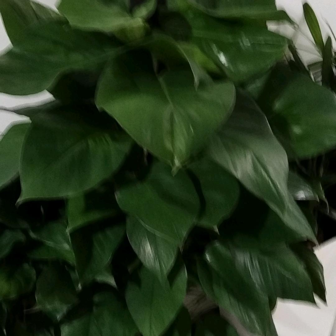 芳芳