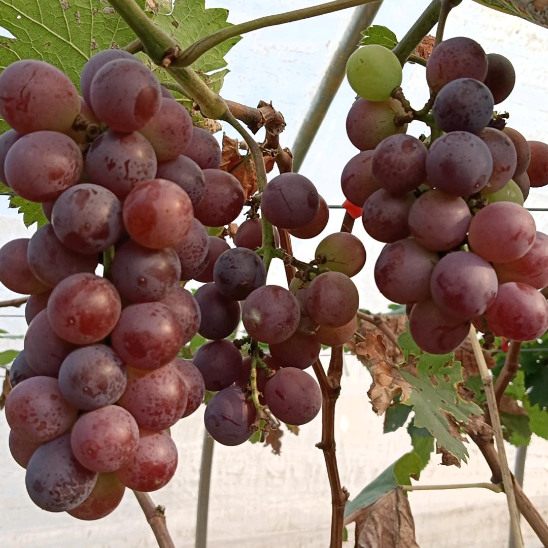 大沙新光明农场沈图珍