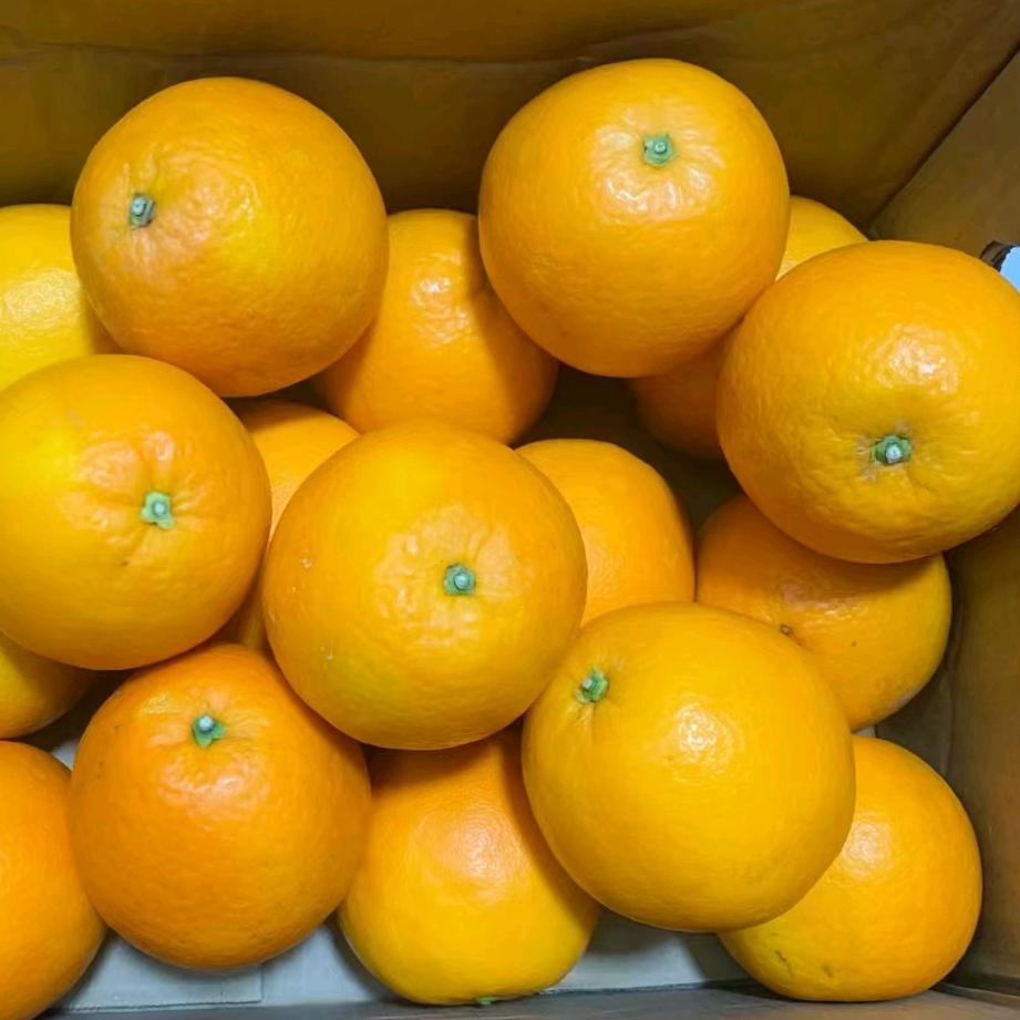 赣南脐橙 小婷