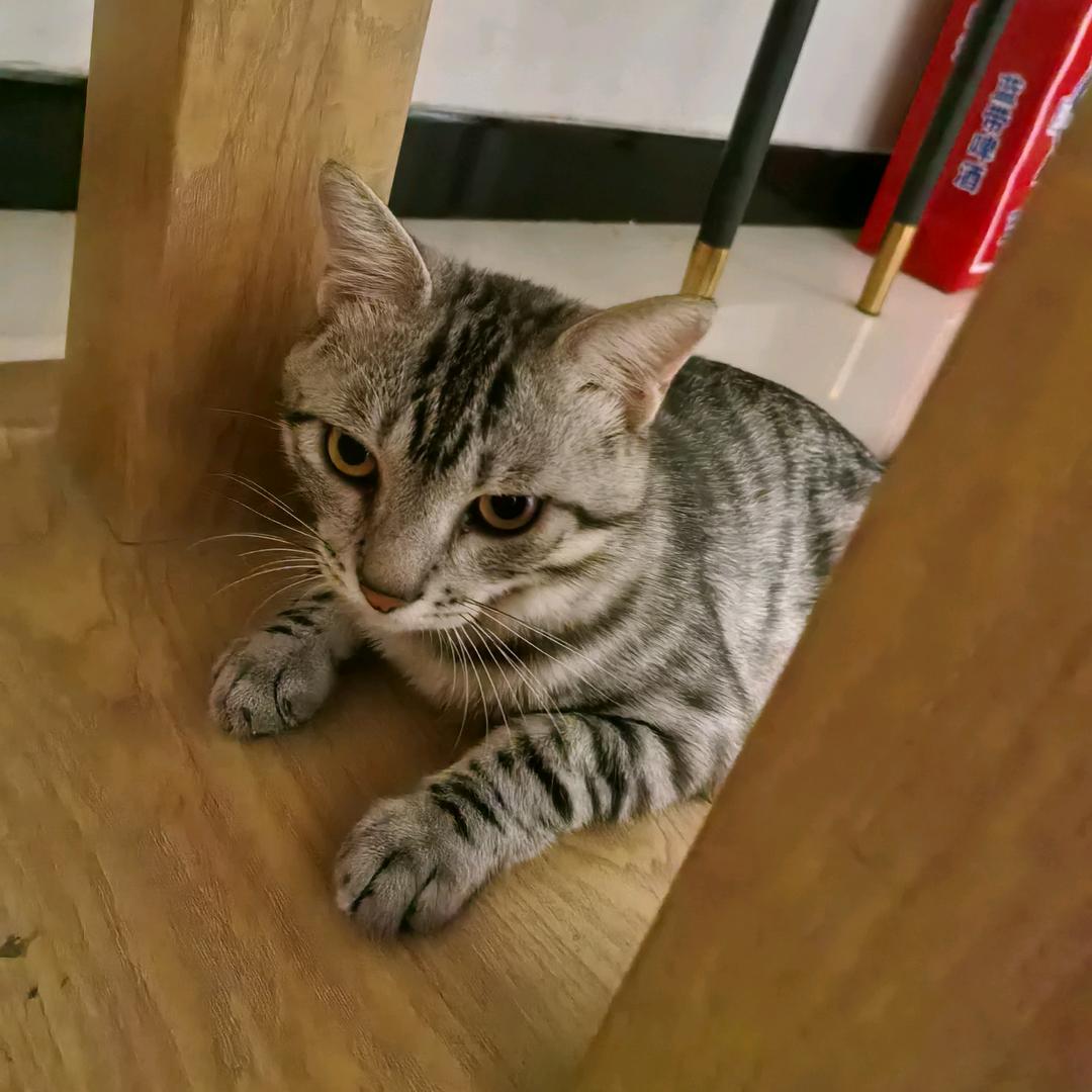 铿锵玫瑰