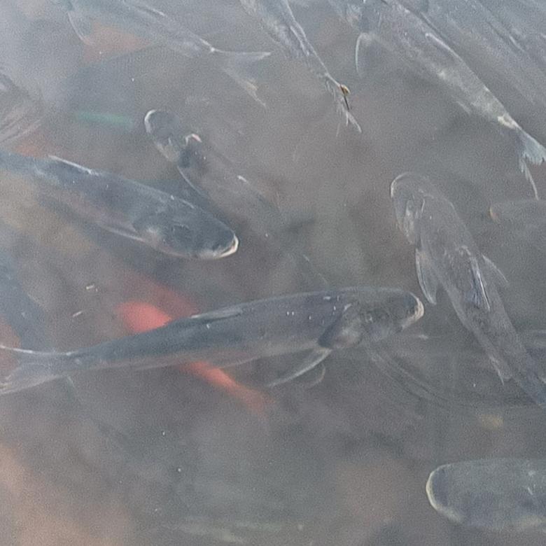 天花除霉，除胶，双面擦玻璃吴姐