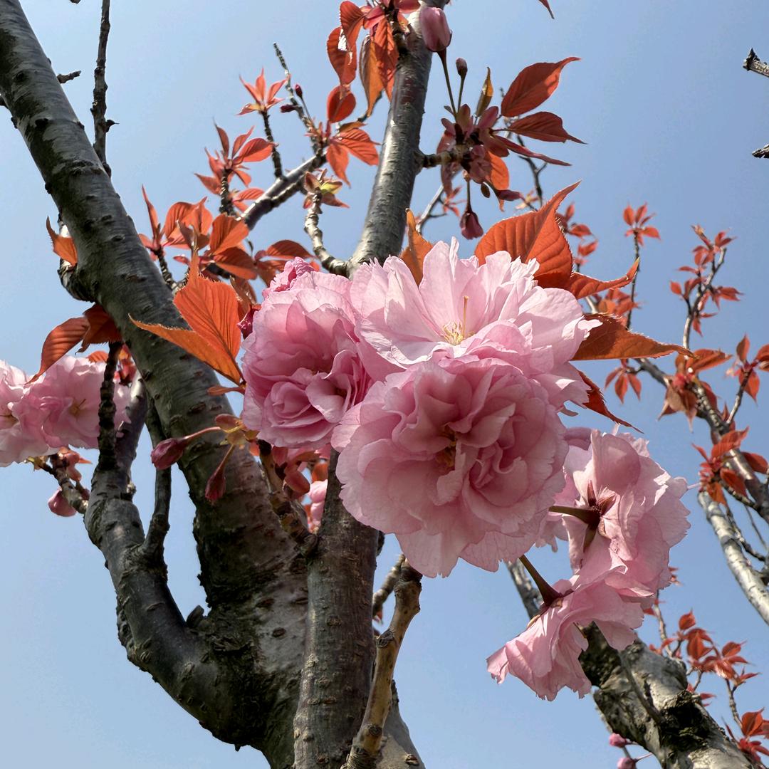 都在球里