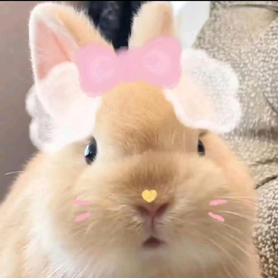 东汇达教育小吕布