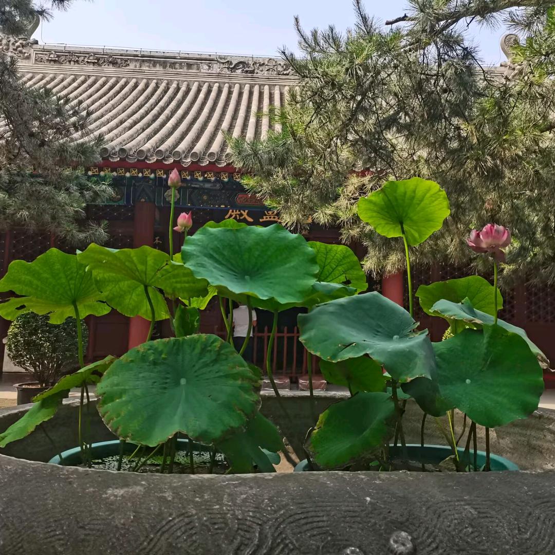 森林之王