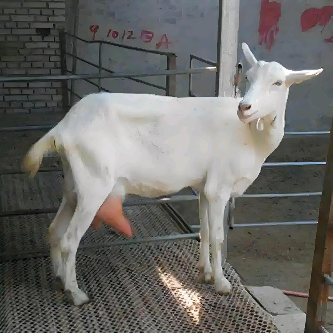 鲜羊奶小陈