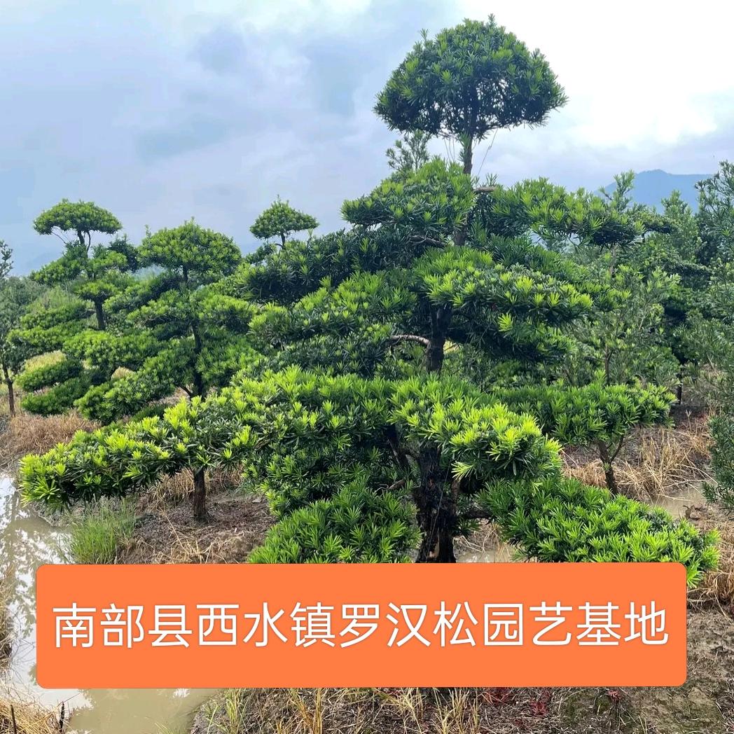 西水盆景园艺(致敬刀郎)