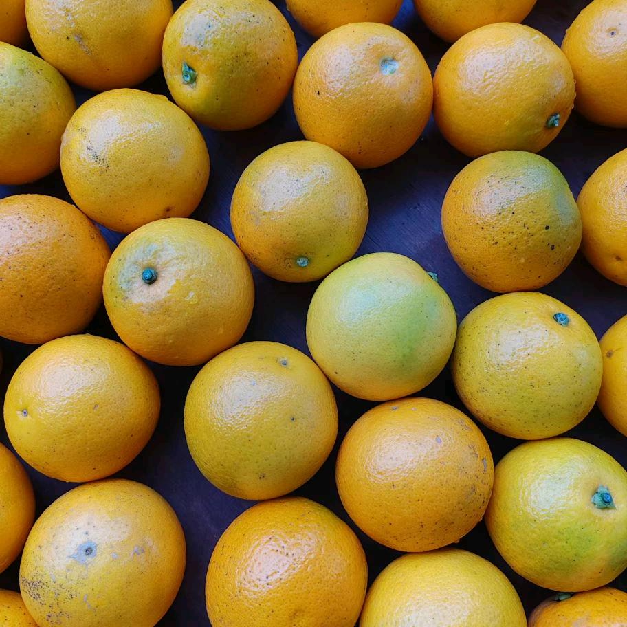 湖南冰糖橙供应链