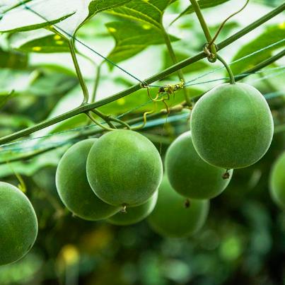 罗汉果产地直发