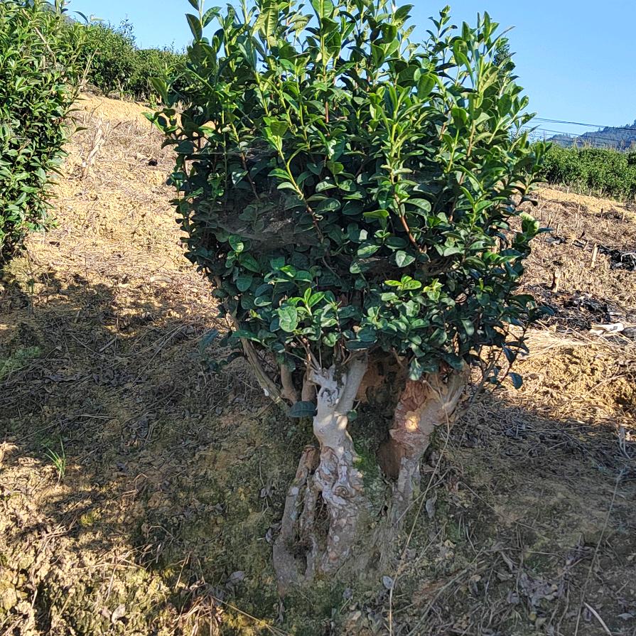 坪山鑫怡茶业《石阡苔茶》