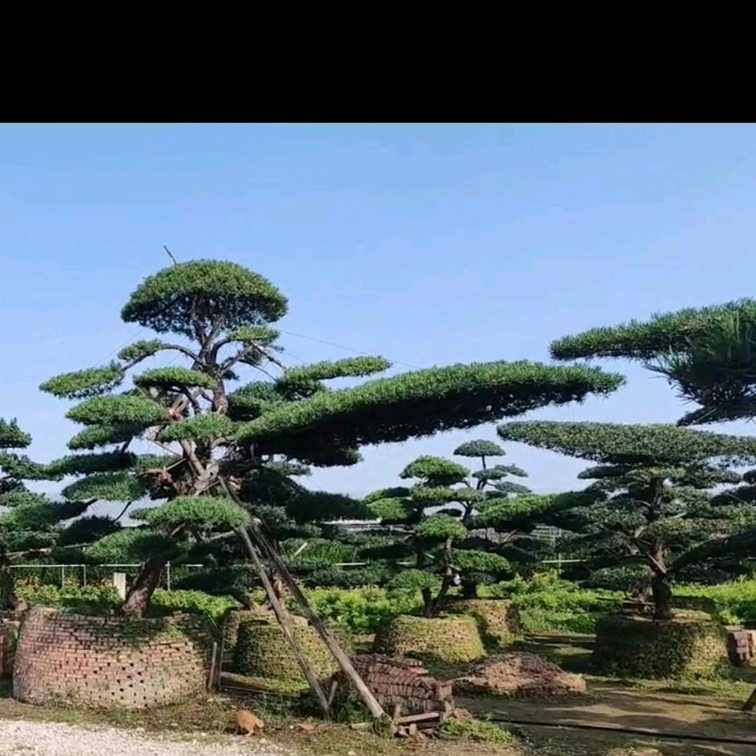 黔江园林设计造型（谭嘉玉百货）