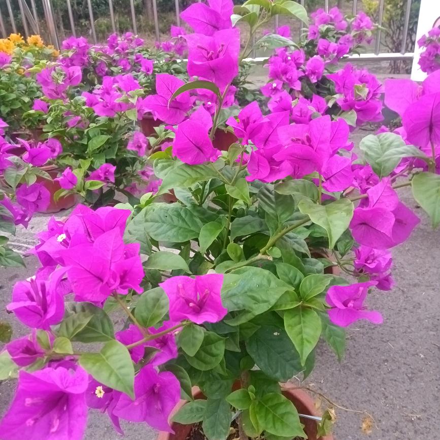 董姐…心想事成