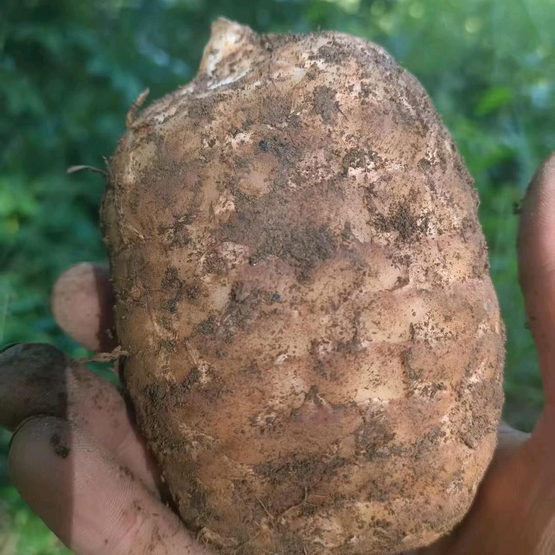 赫章县佑伟天麻