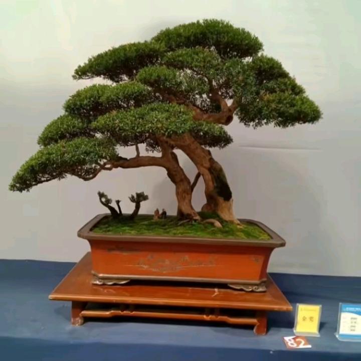 @黄杨盆景园