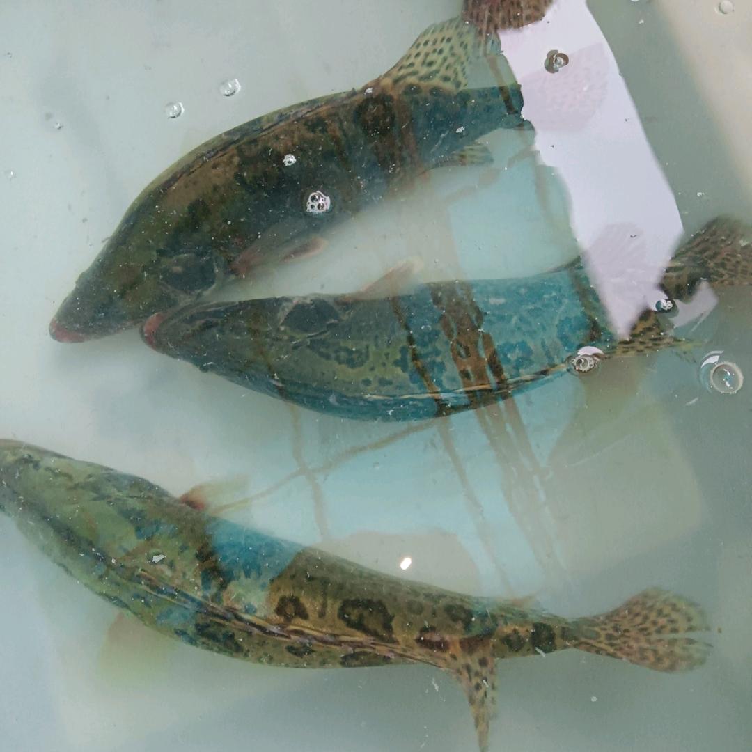 鱼之情生态水产店