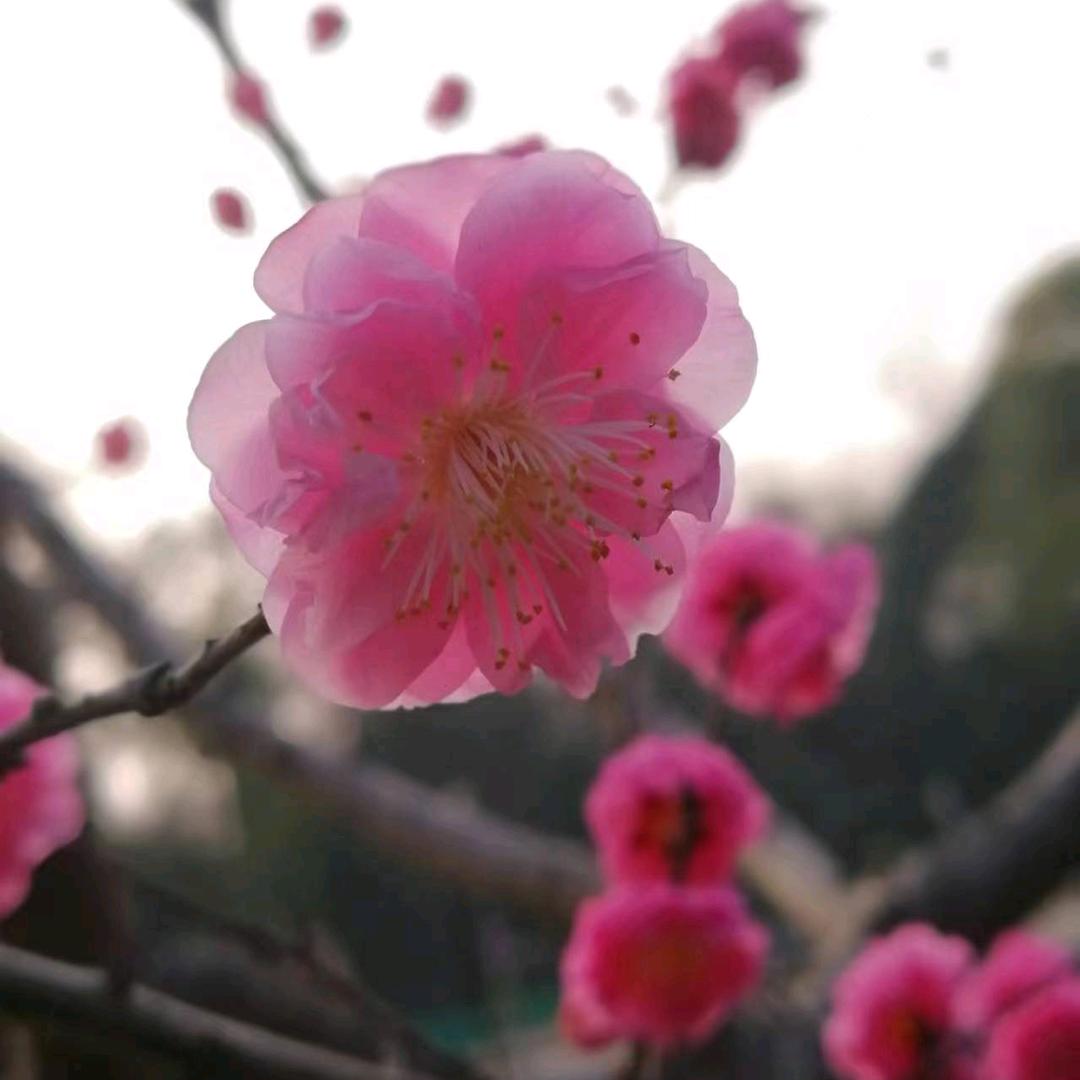 芳子小笼包