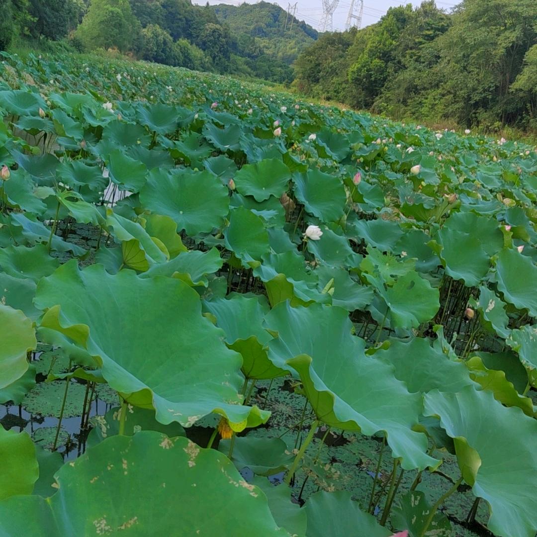 欢欢