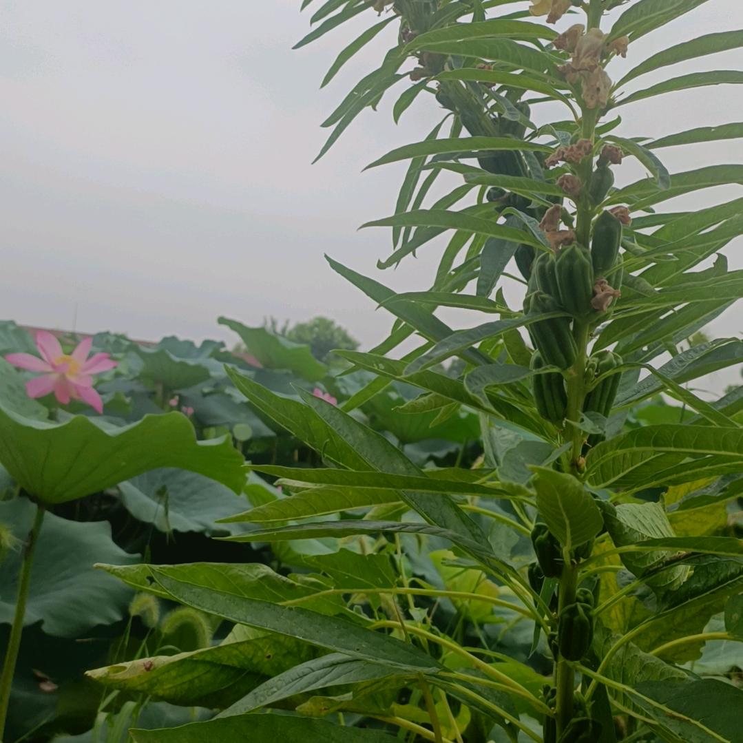 冰力十足