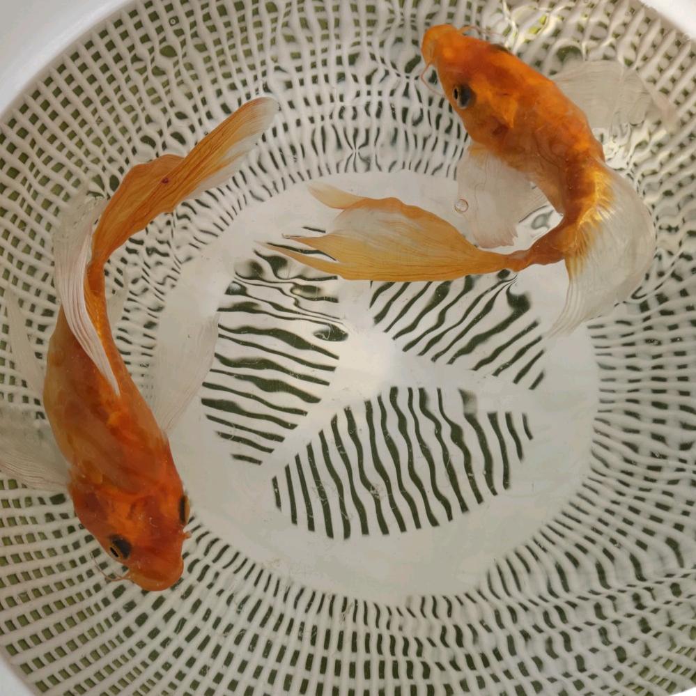 渔之家蝴蝶鲤水族渔场