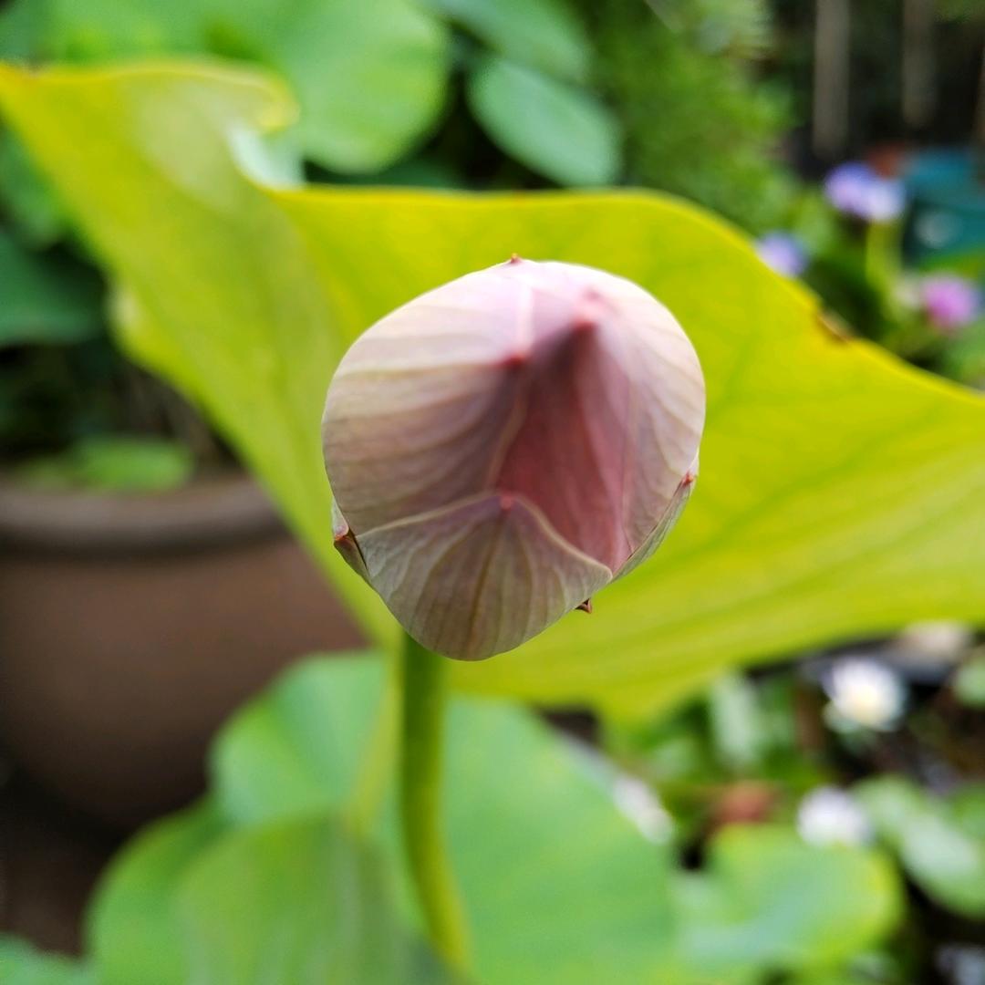 菜菜的瑶瑶（回关主页直播号）