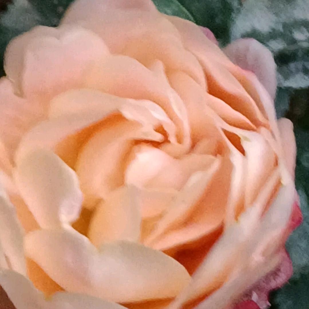 璀璨人生😂😂😂