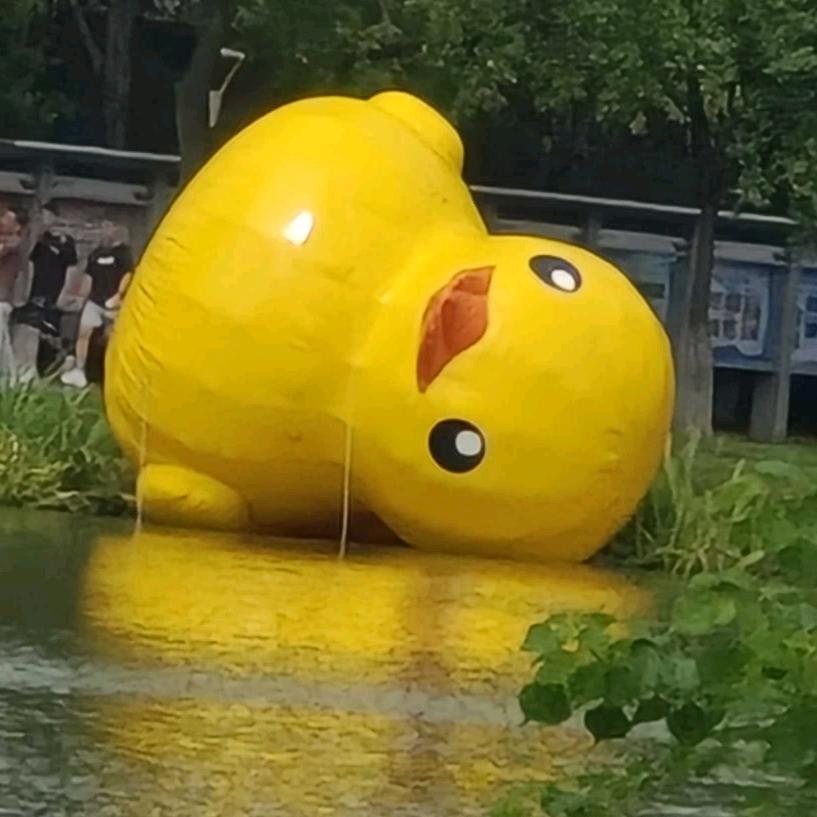 宁财黄鸭学长