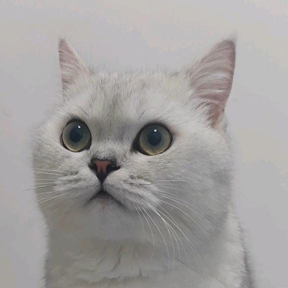 矮脚猪咪叫贰柒