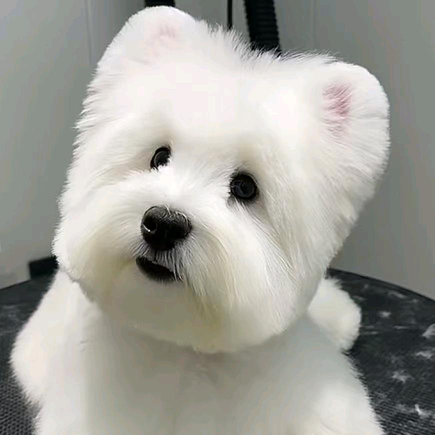 邯郸沐云西高地犬舍