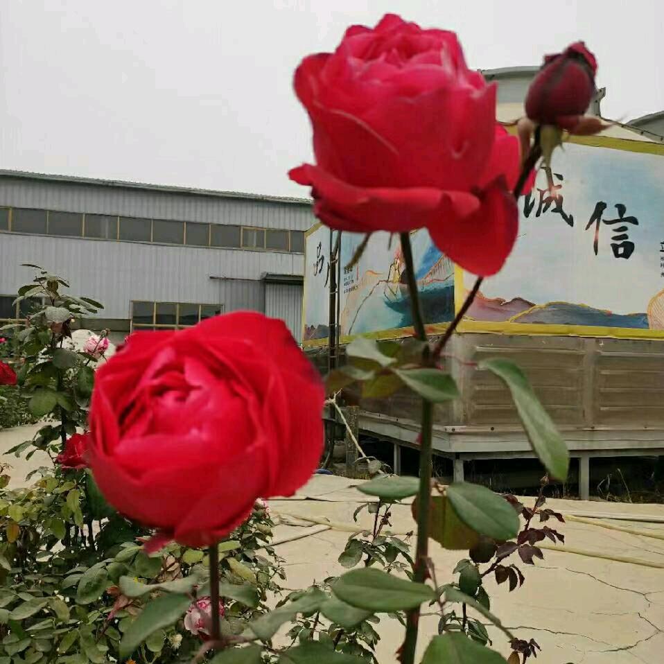 艳