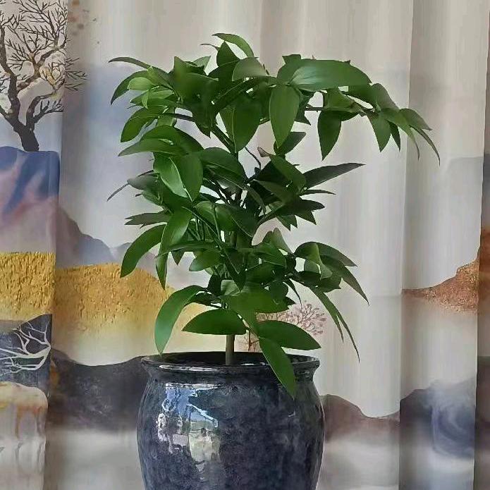笑悦阁
