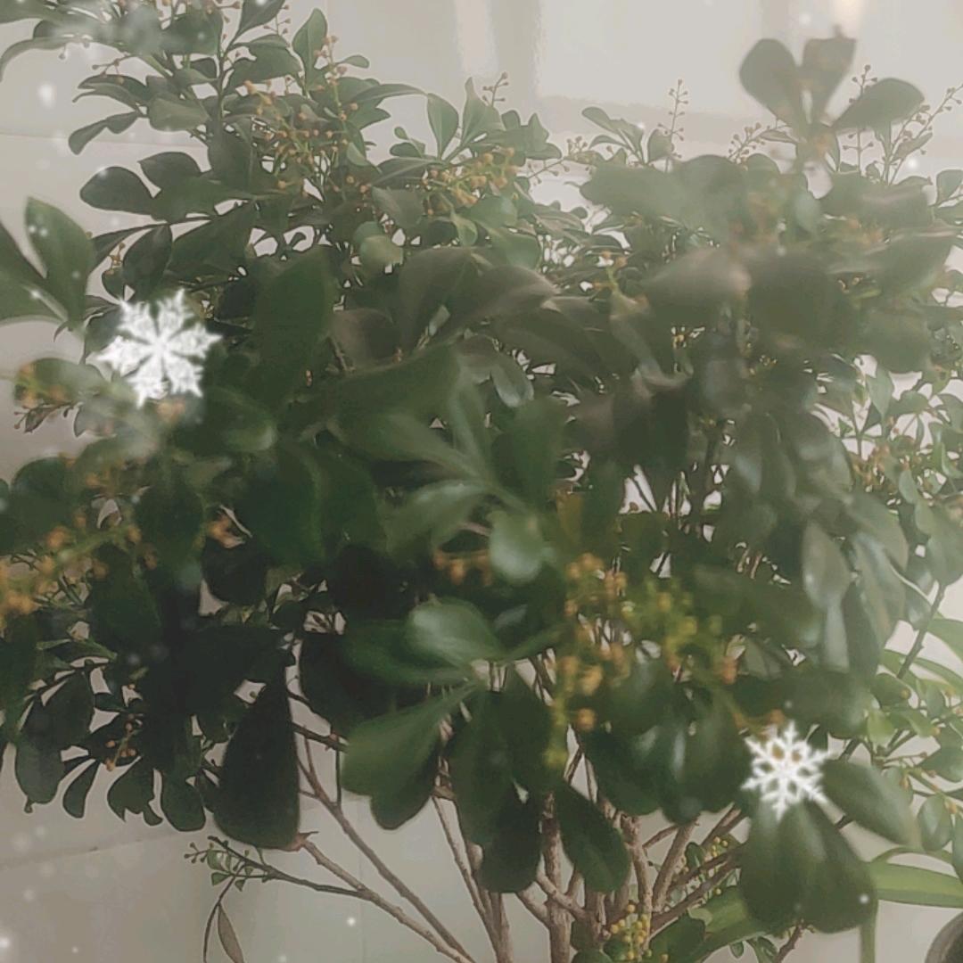 万佳水果旗舰店