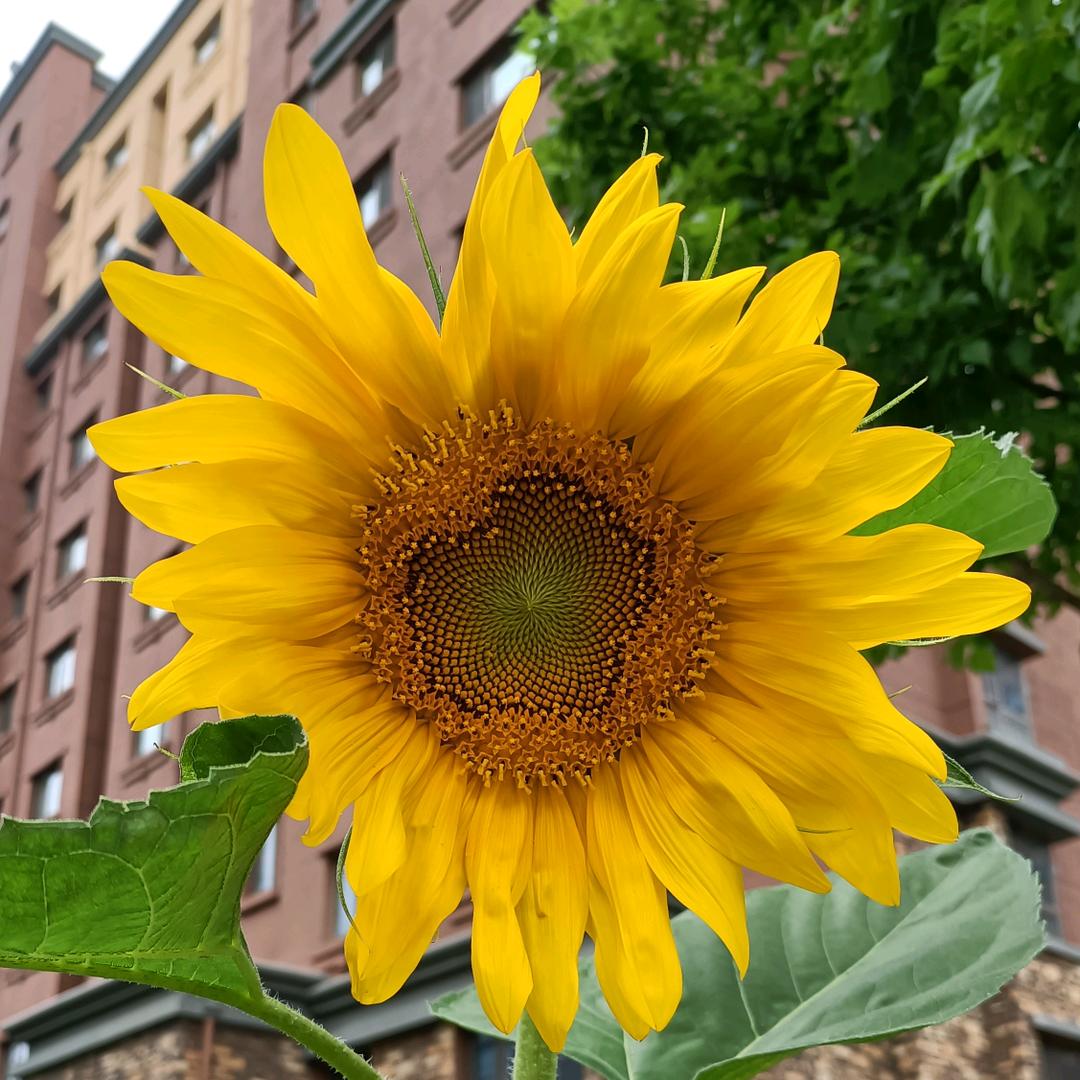 金豆