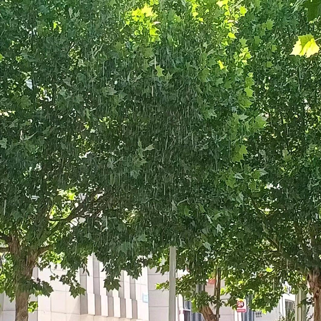 明亮双眸