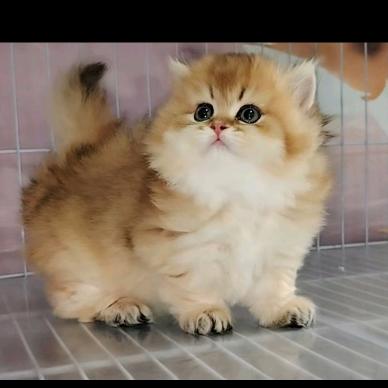 阿哲宠物猫