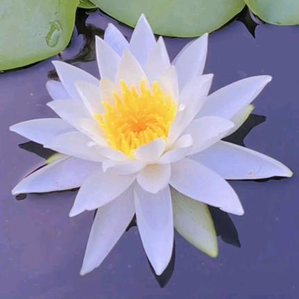 ☾⋆᭄心若菩提☾⋆᭄