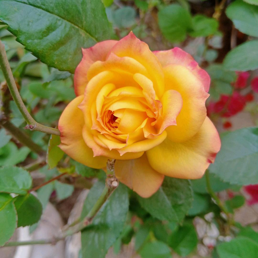 爱花人