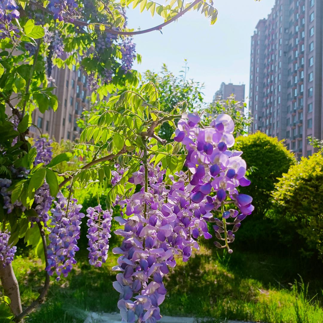 简爱